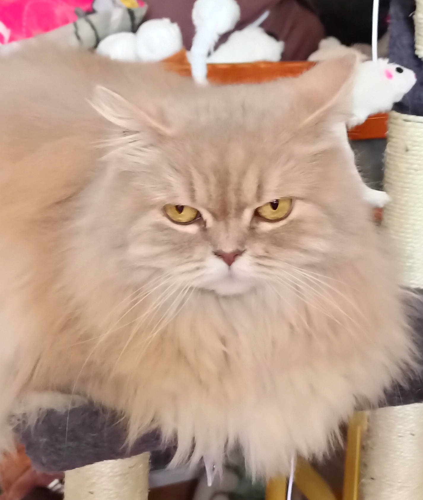 Princesse British Longhair