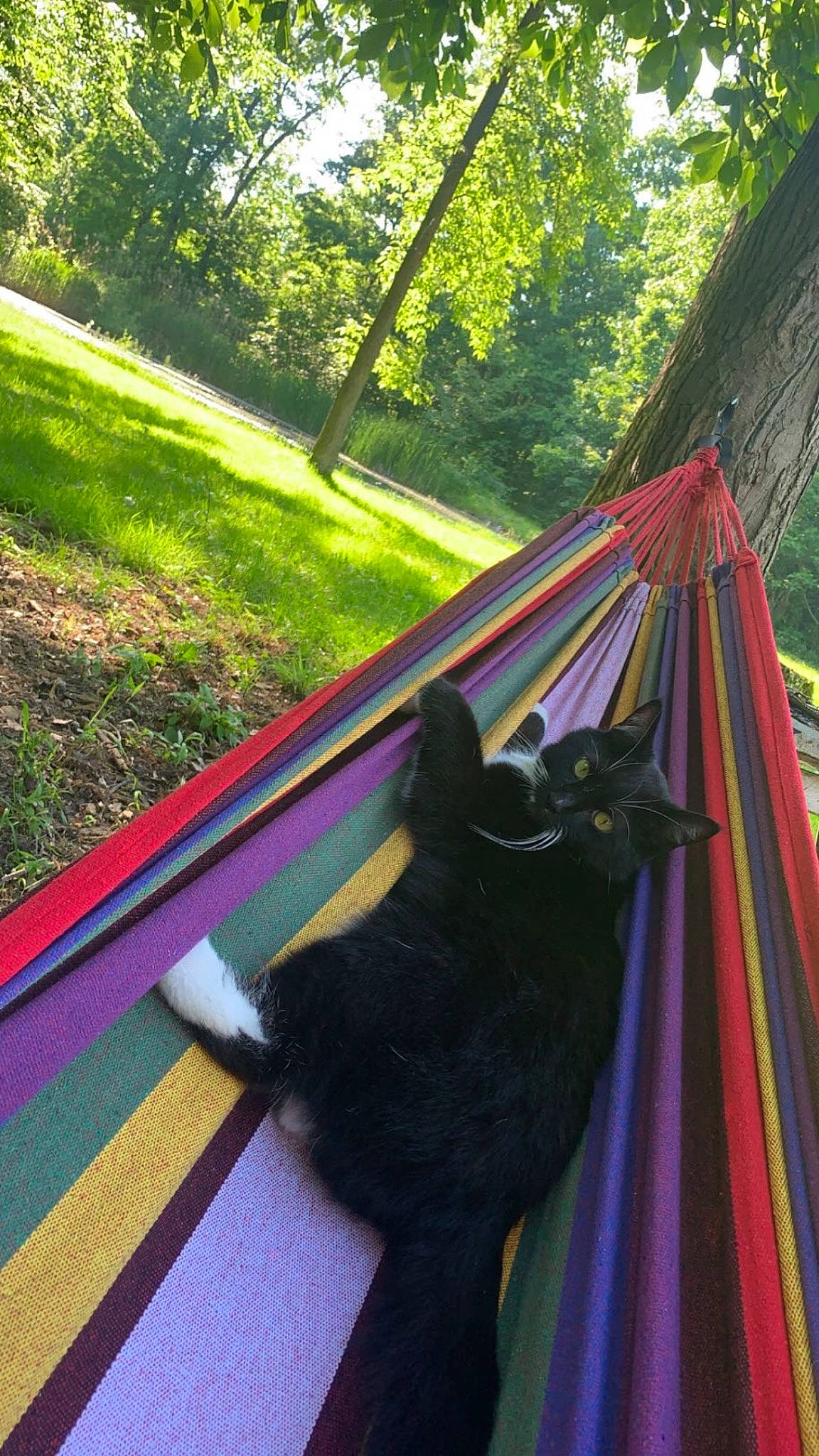 Boots joined the competition — help win amazing prizes! carnivore, cat, domestic_short_haired_cat, electric_blue, felidae, forest, garden, grass, green, leisure, magenta, plant, purple, shade, small_to_medium_sized_cats, tail, tints_and_shades, tree, whiskers, wood