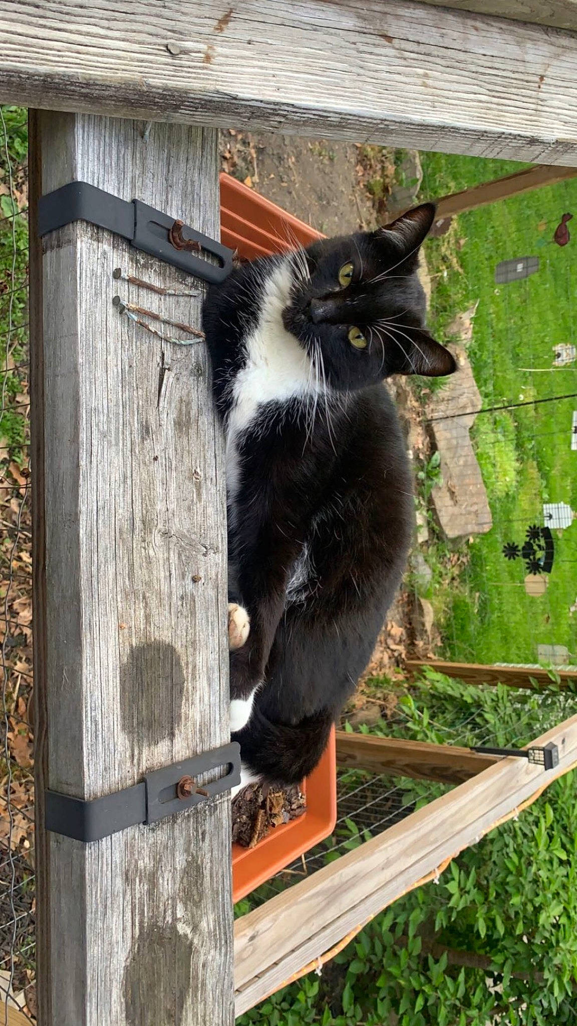 Boots is registered to the contest to win money with this photo: black_cat, canidae, carnivore, cat, domestic_short_haired_cat, felidae, fur, grass, plant, small_to_medium_sized_cats, snout, tail, terrestrial_animal, tree, trunk, whiskers, window, wood