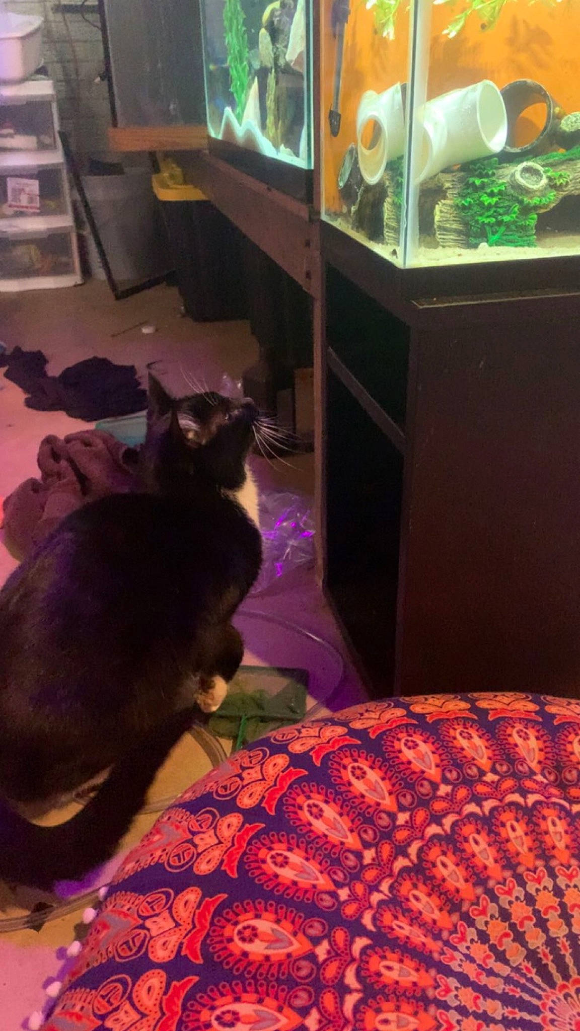 Boots is registered to the contest to win money with this photo: bedding, black_cat, carnivore, cat, comfort, domestic_short_haired_cat, felidae, floor, flooring, fur, light, linens, magenta, pattern, purple, room, small_to_medium_sized_cats, tail, whiskers, wood