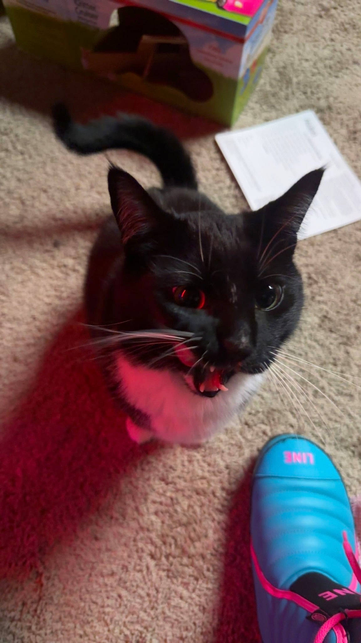 Boots joined the competition — help win amazing prizes! ball, black_cat, carmine, carnivore, cat, cat_toy, claw, comfort, domestic_short_haired_cat, electric_blue, felidae, foot, fur, human_leg, paw, small_to_medium_sized_cats, snout, sports_equipment, tail, whiskers