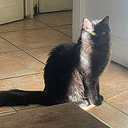 Plumette participe au concours pour gagner de l'argent avec cette photo : black_cat, cat, feline, long_haired, yellow_eyes, whiskers, tail, tiled_floor, sunlight, sunbeam, indoor, doorway, sitting, portrait, pet, fur, shadow, curiosity, domestic, home