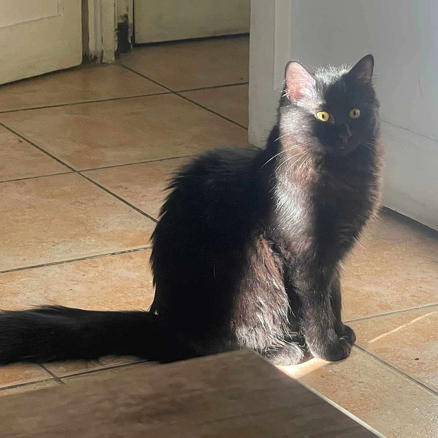Plumette