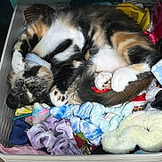 Sprinkles joined the competition — help win amazing prizes! basket, calico_cat, cat, clothes, colorful, cozy, cute, domestic_animal, fur, indoor, laundry_basket, paw, pet, relaxed, resting, scrunchies, sleeping, soft, tail, whiskers