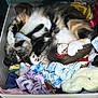 basket, calico_cat, cat, clothes, colorful, cozy, cute, domestic_animal, fur, indoor, laundry_basket, paw, pet, relaxed, resting, scrunchies, sleeping, soft, tail, whiskers