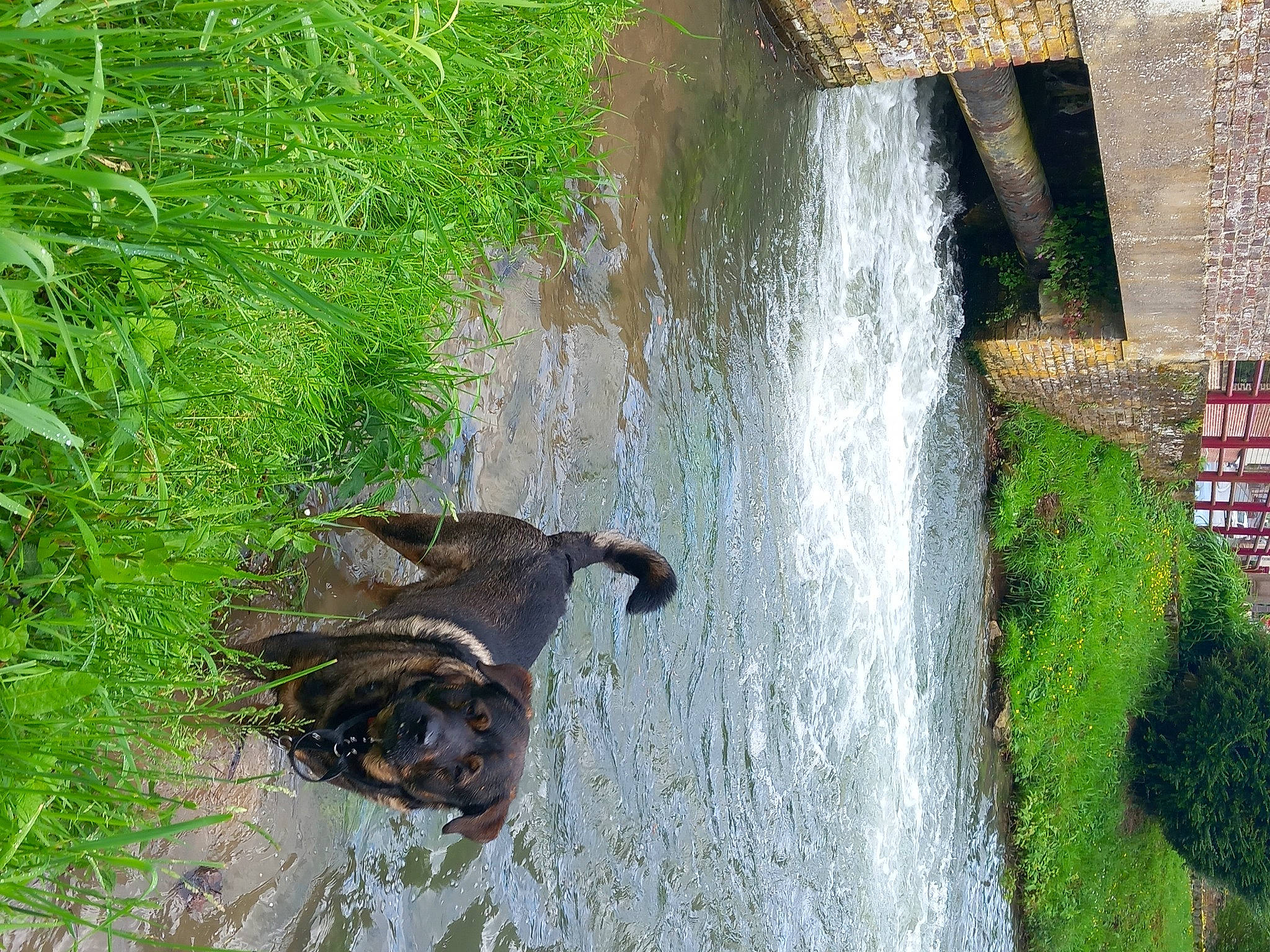 Wyatt participe au concours pour gagner de l'argent avec cette photo : bank, body_of_water, grass, lake, landscape, natural_landscape, nature_reserve, plant, reflection, spring, tail, tree, water, water_feature, water_resources, watercourse, waterfall, waterway, wood, working_animal