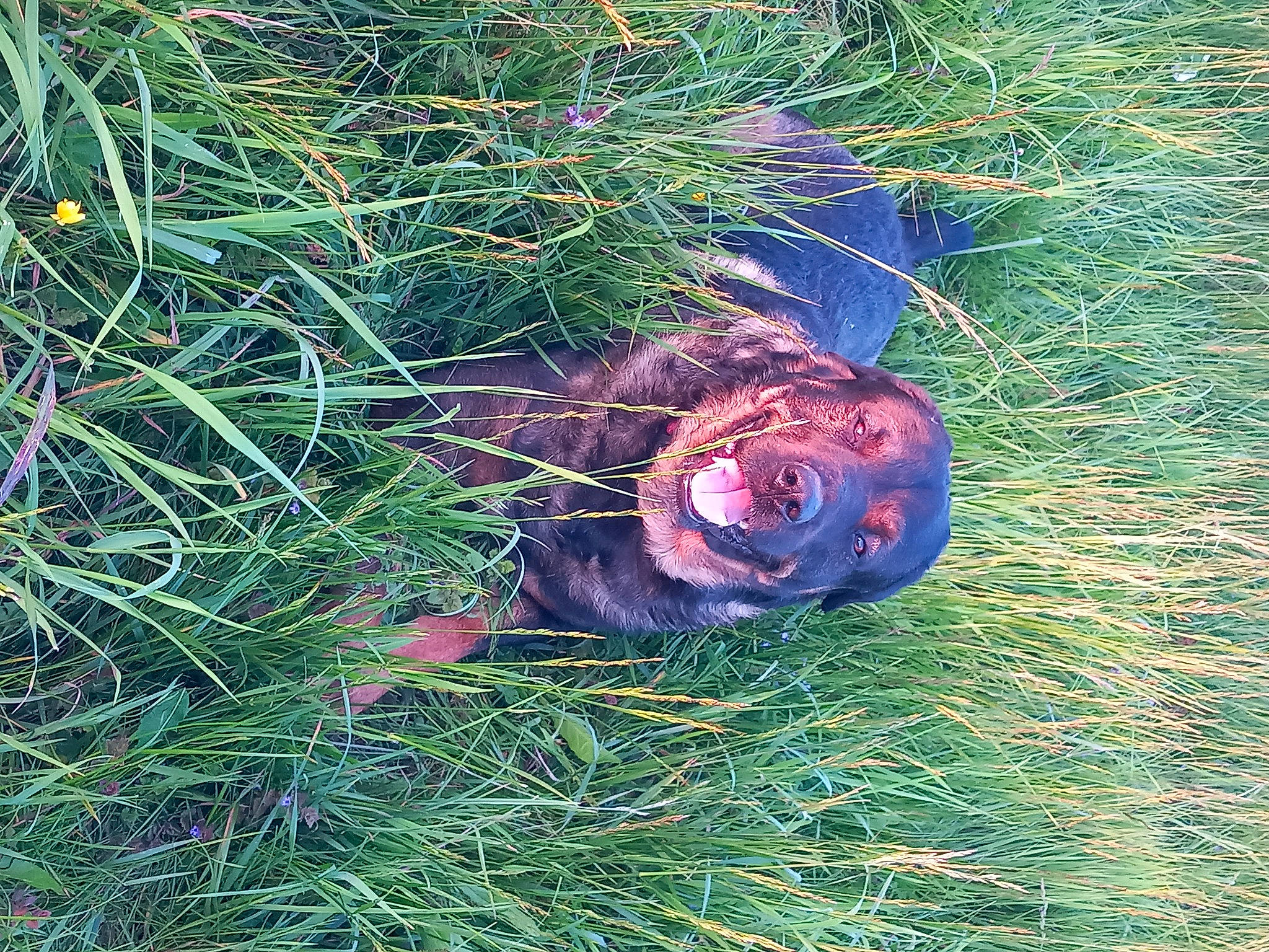 Wyatt participe au concours pour gagner de l'argent avec cette photo : annual_plant, aquatic_plant, conifer, electric_blue, evergreen, flowering_plant, grass, grass_family, groundcover, herb, marine_biology, organism, people_in_nature, pine_family, plant, shrub, soil, terrestrial_plant, tree, vegetation