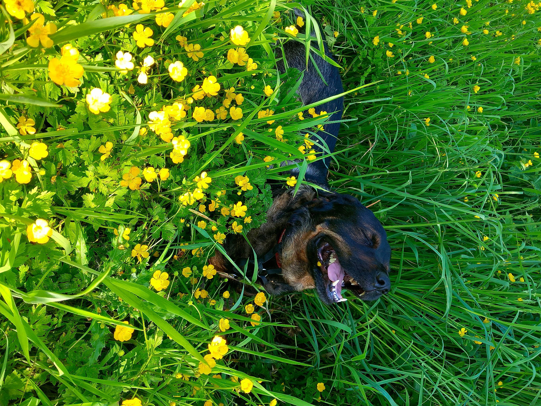 Wyatt participe au concours pour gagner de l'argent avec cette photo : annual_plant, automotive_tire, botany, circle, flower, flowering_plant, garden, grass, grassland, groundcover, herb, herbaceous_plant, petal, plant, prairie, shrub, subshrub, terrestrial_animal, terrestrial_plant, wheel