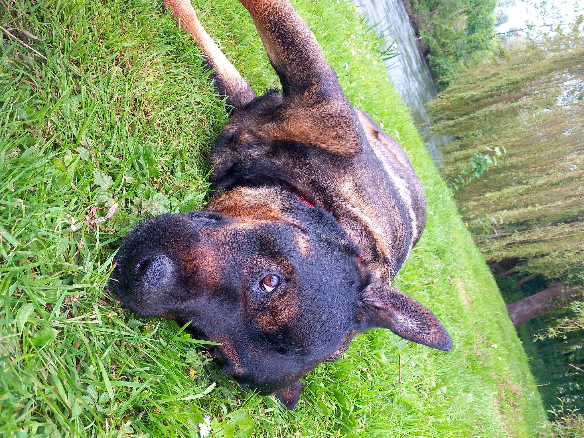 Wyatt participe au concours pour gagner de l'argent avec cette photo : canidae, carnivore, companion_dog, dog, dog_breed, fawn, fur, grass, hunting_dog, liver, pet_supply, plant, snout, sporting_group, terrestrial_animal, working_animal, working_dog