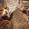 cat, tabby_cat, pet, feline, animal, indoor, bed, blanket, fur, whiskers, ears, eyes, resting, cute, two_animals, companion, cozy, home, domestic, curious