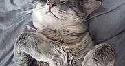 Malo participe au concours pour gagner de l'argent avec cette photo : cat, gray_cat, tabby, sleeping, relaxed, fur, whiskers, paws, bed, blanket, cozy, indoor, pet, cute, animal, feline, resting, soft, closeup, comfort