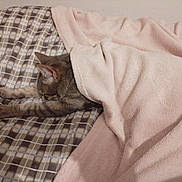 Malo participe au concours pour gagner de l'argent avec cette photo : cat, blanket, bed, plaid, sleeping, cozy, feline, pet, indoor, resting, soft, comfort, fur, animal, domestic, cute, relaxed, pink, pattern, stretching