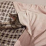 cat, blanket, bed, plaid, sleeping, cozy, feline, pet, indoor, resting, soft, comfort, fur, animal, domestic, cute, relaxed, pink, pattern, stretching