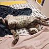 Malo a rejoint le concours — aidez-le/la à gagner de superbes lots ! cat, bed, blanket, fur, relaxation, sleeping, cozy, indoor, striped, tabby, pet, animal, feline, paws, tail, comfort, resting, cute, domestic, home