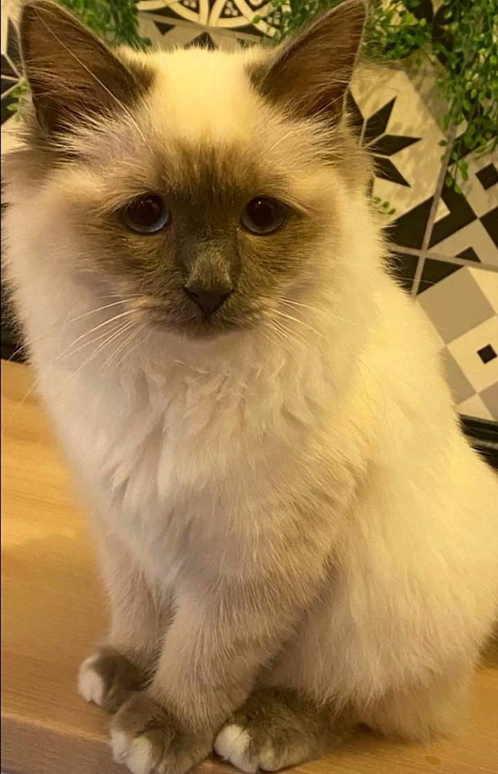 Saphir participe au concours pour gagner de l'argent avec cette photo : birman, carnivore, cat, fawn, felidae, fur, ragdoll, siamese, small_to_medium_sized_cats, snout, tail, terrestrial_animal, thai, whiskers