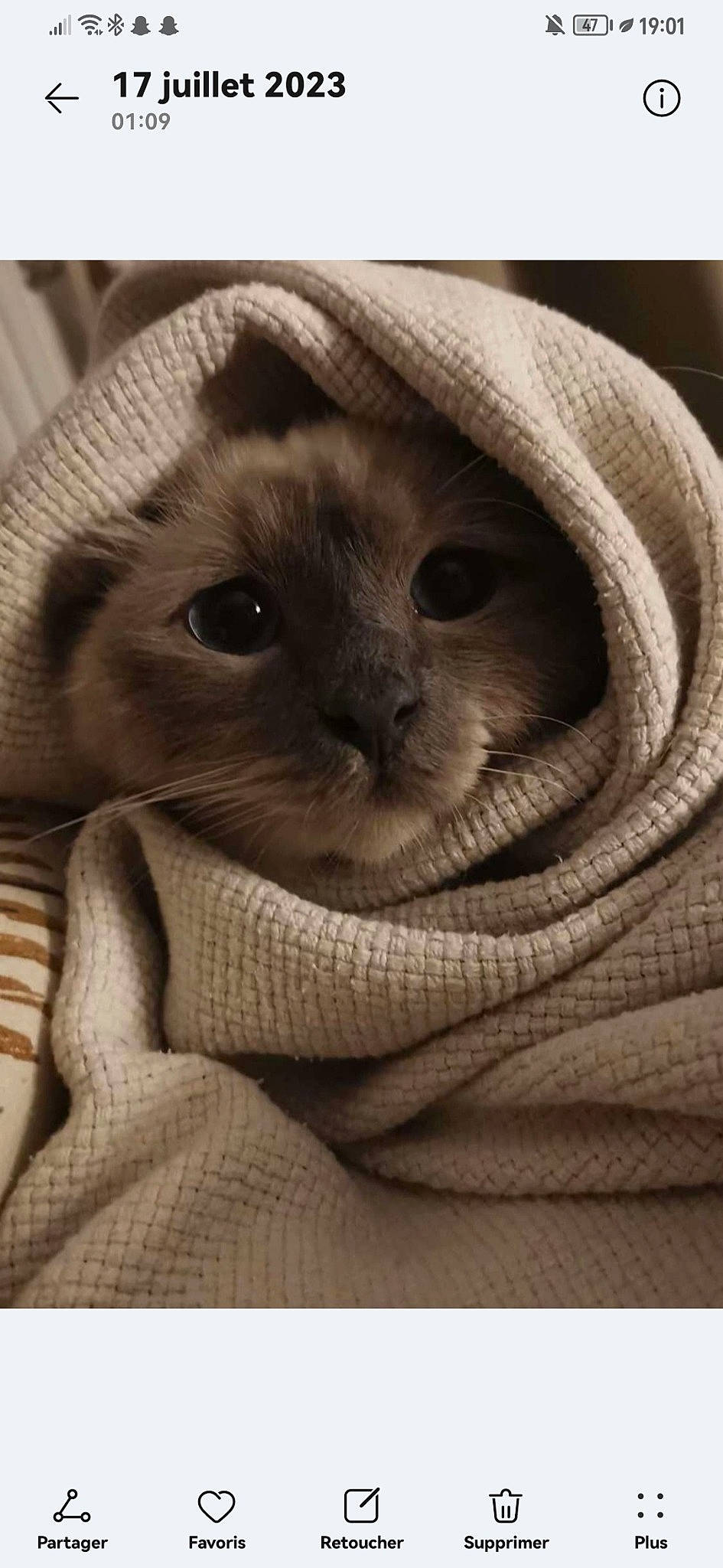 Saphir participe au concours pour gagner de l'argent avec cette photo : beige, carnivore, cat, comfort, domestic_short_haired_cat, fawn, felidae, fur, linens, siamese, small_to_medium_sized_cats, snout, terrestrial_animal, textile, whiskers, wrinkle