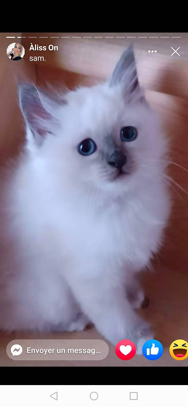 Saphir a rejoint le concours — aidez-le/la à gagner de superbes lots ! carnivore, cat, eye, fawn, felidae, fur, head, paw, small_to_medium_sized_cats, snout, tail, terrestrial_animal, whiskers