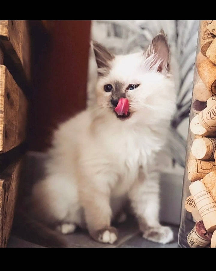 Saphir a rejoint le concours — aidez-le/la à gagner de superbes lots ! abdomen, british_longhair, carnivore, cat, fashion_accessory, felidae, fur, gesture, happy, love, paw, photo_caption, plant, sitting, sky, small_to_medium_sized_cats, smile, snout, square, whiskers