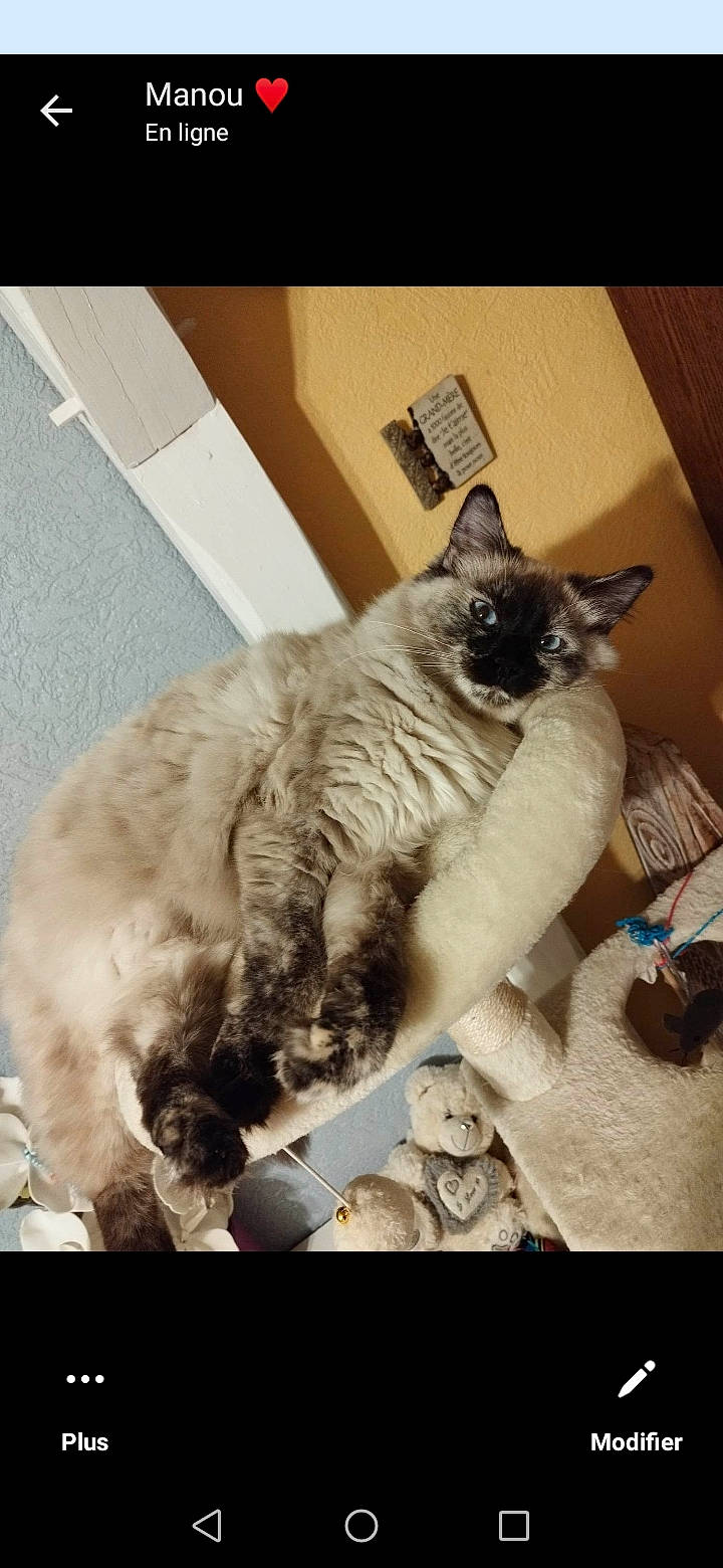 Perle participe au concours pour gagner de l'argent avec cette photo : birman, box, carnivore, cat, chair, claw, comfort, domestic_short_haired_cat, fawn, felidae, flooring, fur, paw, siamese, small_to_medium_sized_cats, snout, tail, thai, tonkinese, whiskers