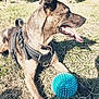 dog, canine, pet, grass, vineyard, blue_ball, harness, outdoor, sunlight, nature, playing, tongue_out, animal, summer, greenery, field, happy, resting, daytime, landscape