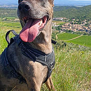 Lacy participe au concours pour gagner de l'argent avec cette photo : dog, canine, animal, outdoor, grass, nature, hiking, happy, tongue_out, daytime, scenic, village, landscape, hill, sky, greenery, sunlight, pet, wearing_harness, closeup