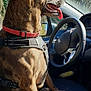 dog, car, steering_wheel, harness, seat, window, sunlight, tongue, vehicle_interior, side_mirror, seatbelt, outdoor, nature, trees, daytime, pet, canine, closeup, brown_fur, happy
