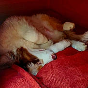 Ades participe au concours pour gagner de l'argent avec cette photo : dog, sleeping, cushion, red, cozy, fluffy, pet, indoor, resting, fur, paw, nose, relaxation, animal, cute, snuggle, soft, comfort, home, peaceful