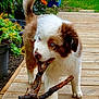 Ades a rejoint le concours — aidez-le/la à gagner de superbes lots ! puppy, dog, stick, wooden_deck, outdoor, greenery, flowers, grass, playful, cute, fluffy, brown_and_white, blue_eyes, pet, animal, nature, garden, walking, young_dog, canine