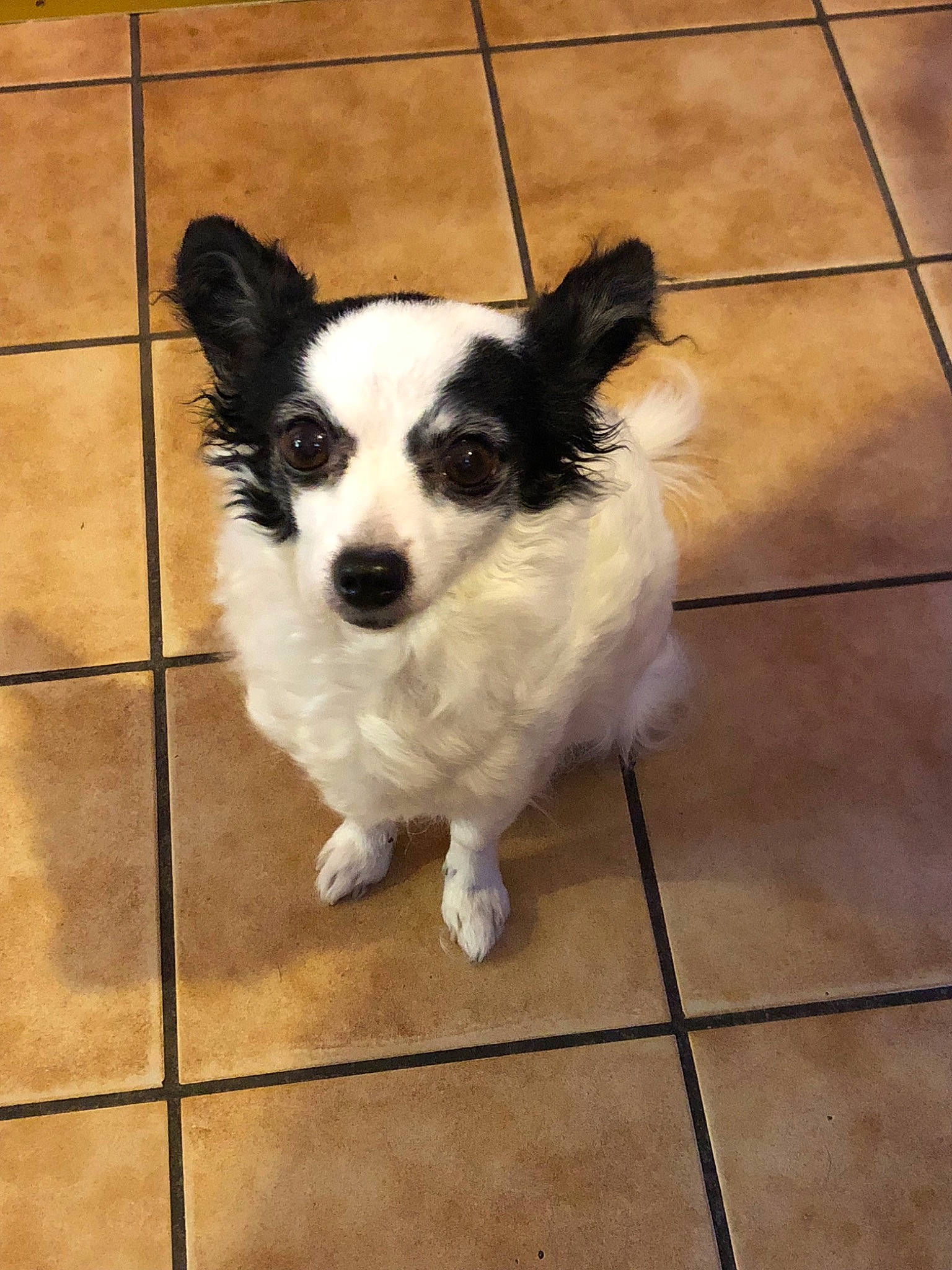 Princess is registered to the contest to win money with this photo: canidae, carnivore, companion_dog, dog, dog_breed, mammal, papillon, phalene, puppy, rare_breed_dog, spaniel, sporting_group, toy_dog, vertebrate, whiskers