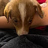 Willow is registered to the contest to win money with this photo: puppy, dog, close_up, brown, white_stripe, cute, pet, animal, fur, blanket, resting, curious, tattoo, arm, indoor, soft, cozy, face, head, red_background
