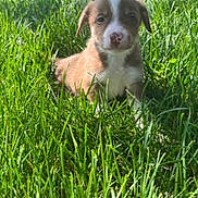 Willow joined the competition — help win amazing prizes! puppy, dog, grass, outdoor, pet, animal, cute, brown, white, nature, young, small, fur, nose, ears, sunlight, greenery, sitting, curious, adorable