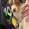 Willow joined the competition — help win amazing prizes! puppy, dog, towel, wet, person, tattoo, hand, clothing, graphic_shirt, indoor, cute, young_dog, brown_and_white, pet, wrapped, holding, face, fur, nurturing, cozy