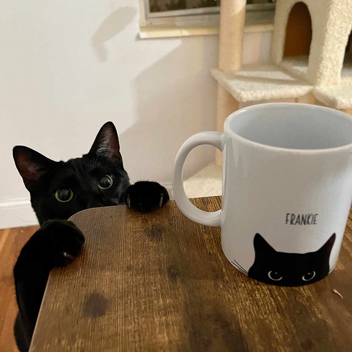 Frankie joined the competition — help win amazing prizes! animal, beverage, blackcat, cafe, cat, coffee, coffeecup, cup, furniture, hardwood, indoors, interiordesign, kitten, latteart, pet, restaurant, saucer, stainedwood, table, wood
