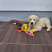 Balou participe au concours pour gagner de l'argent avec cette photo : puppy, golden_retriever, dog, toy, plush_toy, rope_toy, floor, tile_floor, wall, outdoor, pet, young_dog, cute, animal, laying_down, resting, brown, colorful, calm, domestic_animal
