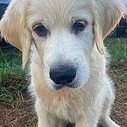 Balou a rejoint le concours — aidez-le/la à gagner de superbes lots ! animal, canine, close_up, cute, dog, ears, fluffy, fur, golden_retriever, grass, looking_down, mammal, nature, nose, outdoor, pet, portrait, puppy, sitting, young