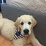 Balou a rejoint le concours — aidez-le/la à gagner de superbes lots ! adorable, animal, bandana, bed, bed_frame, cute, dog, domestic_animal, floor, fur, golden_retriever, gray, indoors, laying_down, looking_at_camera, pet, puppy, striped, wooden_floor, young