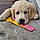 Balou