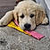 Balou