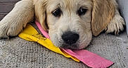 Balou a rejoint le concours — aidez-le/la à gagner de superbes lots ! puppy, dog, golden_retriever, toy, lying_down, cute, pet, fur, animal, resting, indoor, floor, colorful, pink, yellow, brown, texture, closeup, head, paw