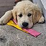 puppy, dog, golden_retriever, toy, lying_down, cute, pet, fur, animal, resting, indoor, floor, colorful, pink, yellow, brown, texture, closeup, head, paw
