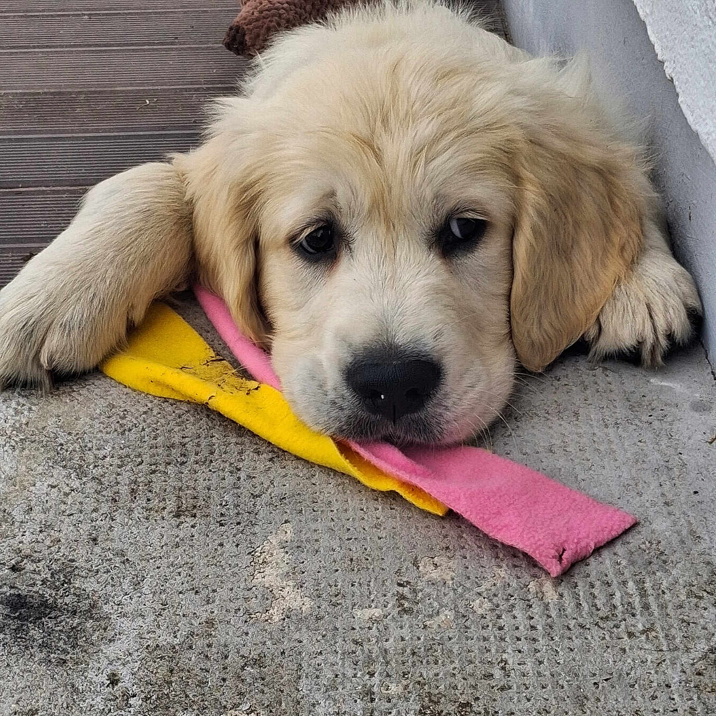Balou