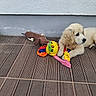 Balou a rejoint le concours — aidez-le/la à gagner de superbes lots ! puppy, golden_retriever, dog, toy, stuffed_animal, floor, tile, wall, curious, pet, animal, cute, young, indoor, resting, brown, colorful, playful, fur, paw