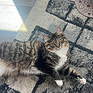 Jasper is registered to the contest to win money with this photo: cat, tabby_cat, indoor, rug, sunlight, floor, pet, animal, feline, curious, golden_eyes, white_paws, patterned_rug, cozy, home_interior, dog_mat, food_bowl, relaxing, fluffy, looking_up