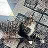 cat, tabby_cat, indoor, rug, sunlight, floor, pet, animal, feline, curious, golden_eyes, white_paws, patterned_rug, cozy, home_interior, dog_mat, food_bowl, relaxing, fluffy, looking_up