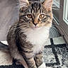 Jasper is registered to the contest to win money with this photo: cat, kitten, tabby, white_paws, whiskers, indoor, rug, patterned_rug, window, glass_door, curious, pet, feline, young_cat, brown, black_stripes, soft_fur, cute, domestic_cat, sitting