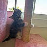 Jasper joined the competition — help win amazing prizes! kitten, cat, scratching_post, pink, furry, window, indoor, pet, cute, playful, young, animal, paw, fur, whiskers, climbing, curious, soft, domestic, resting