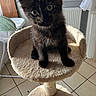 black_kitten, cat_tree, cat, kitten, indoor, pet, feline, curious, tilted_head, large_eyes, animal, floor_tiles, food_bowl, household, cozy, fur, whiskers, paws, pet_food, window