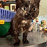 Bulle a rejoint le concours — aidez-le/la à gagner de superbes lots ! kitten, cat, tortoiseshell, wide_eyes, curious, indoor, counter, domestic, pet, fur, whiskers, ears, young, mammal, closeup, animal, household, blue_crate, blurry_background, kitchen
