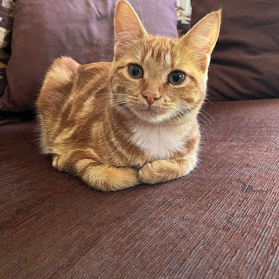 Plume a rejoint le concours — aidez-le/la à gagner de superbes lots ! abyssinian, animal, architecture, building, car, cat, couch, furniture, hardwood, homedecor, indoors, kitten, machine, manx, pet, plywood, transportation, vehicle, wheel, wood