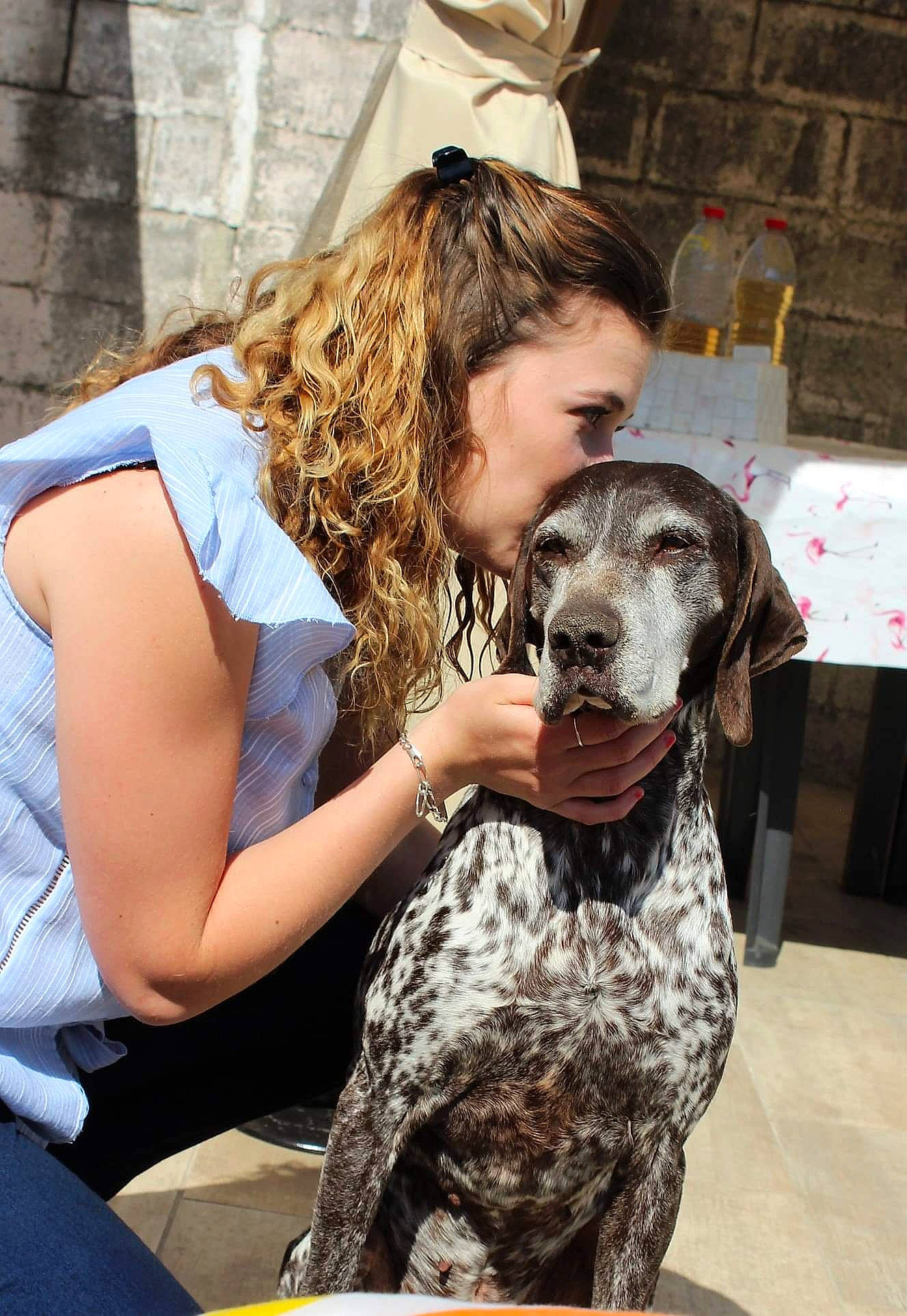 Cheyenne participe au concours pour gagner de l'argent avec cette photo : braque_du_bourbonnais, braque_francais, canidae, carnivore, companion_dog, dog, dog_breed, german_shorthaired_pointer, great_dane, hunting_dog, louisiana_catahoula_leopard_dog, mammal, non_sporting_group, pointer, sporting_group
